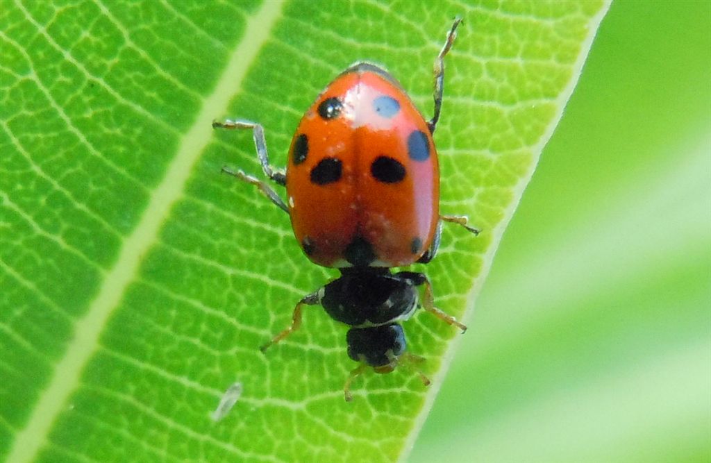 Hippodamia variegata - Coccinellidae
